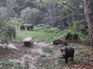 Ascoli Piceno - Allarme cinghiali, Dominici: "Non è più un problema marginale"